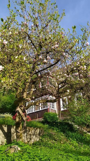 Haus am Wald Zorge 16+ Gäste Walkenried Exterior foto